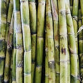 Fresh Cut Sugar Cane Sticks 10 LB Green Purple Non-GMO Sweet Cane Saccharum officinarum