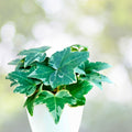 English Ivy Cuttings 6 Inch Live Plant Hedera helix Indoor Houseplant Greenery Perennial