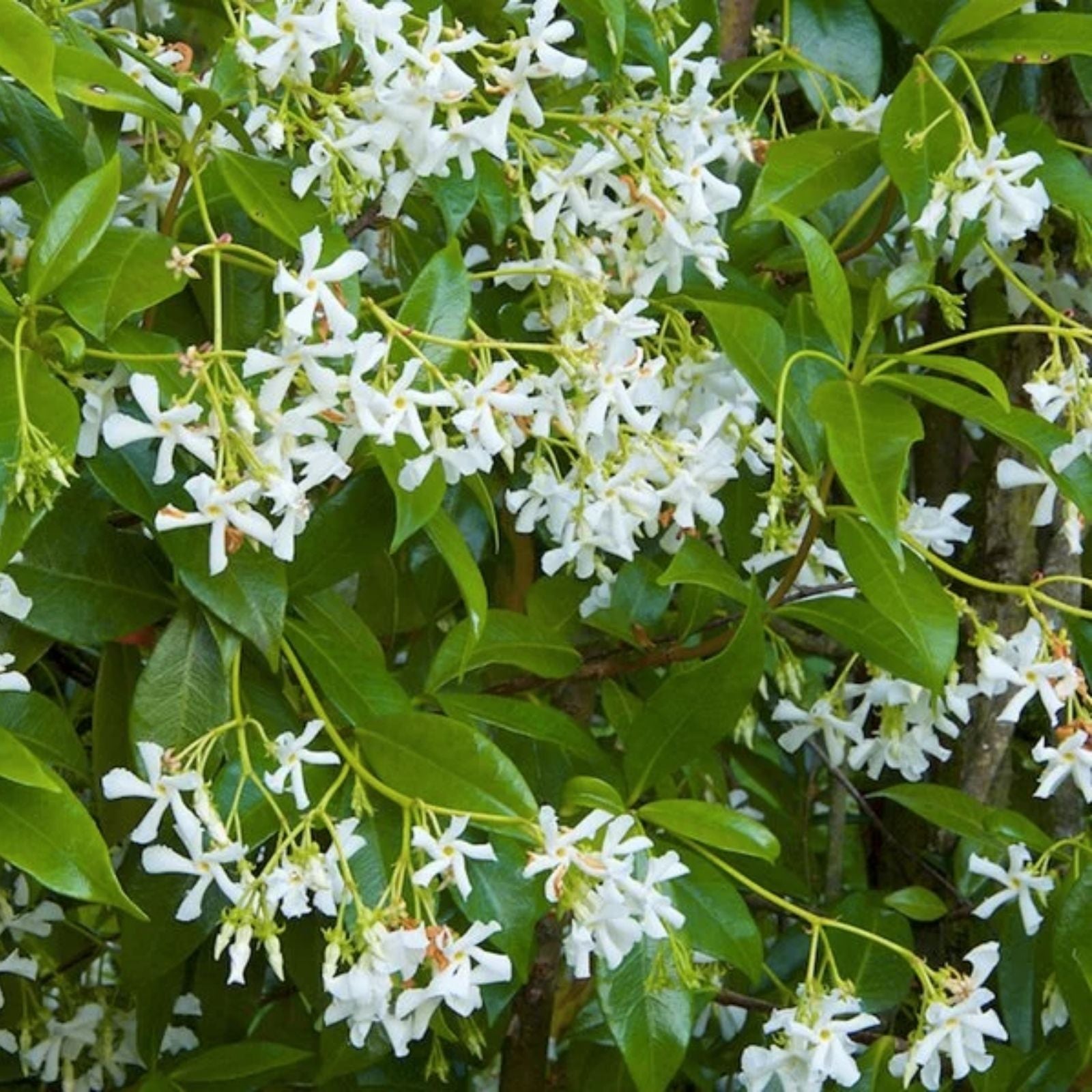 Star Jasmine Cuttings – 12 Unrooted Stem Cuttings – Fragrant Flowering Vine – Trachelospermum jasminoides – Fast Growing