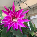 Epiphyllum Beijing Orchid Cactus Rooted Cutting Rare Indoor Houseplant Succulent Garden