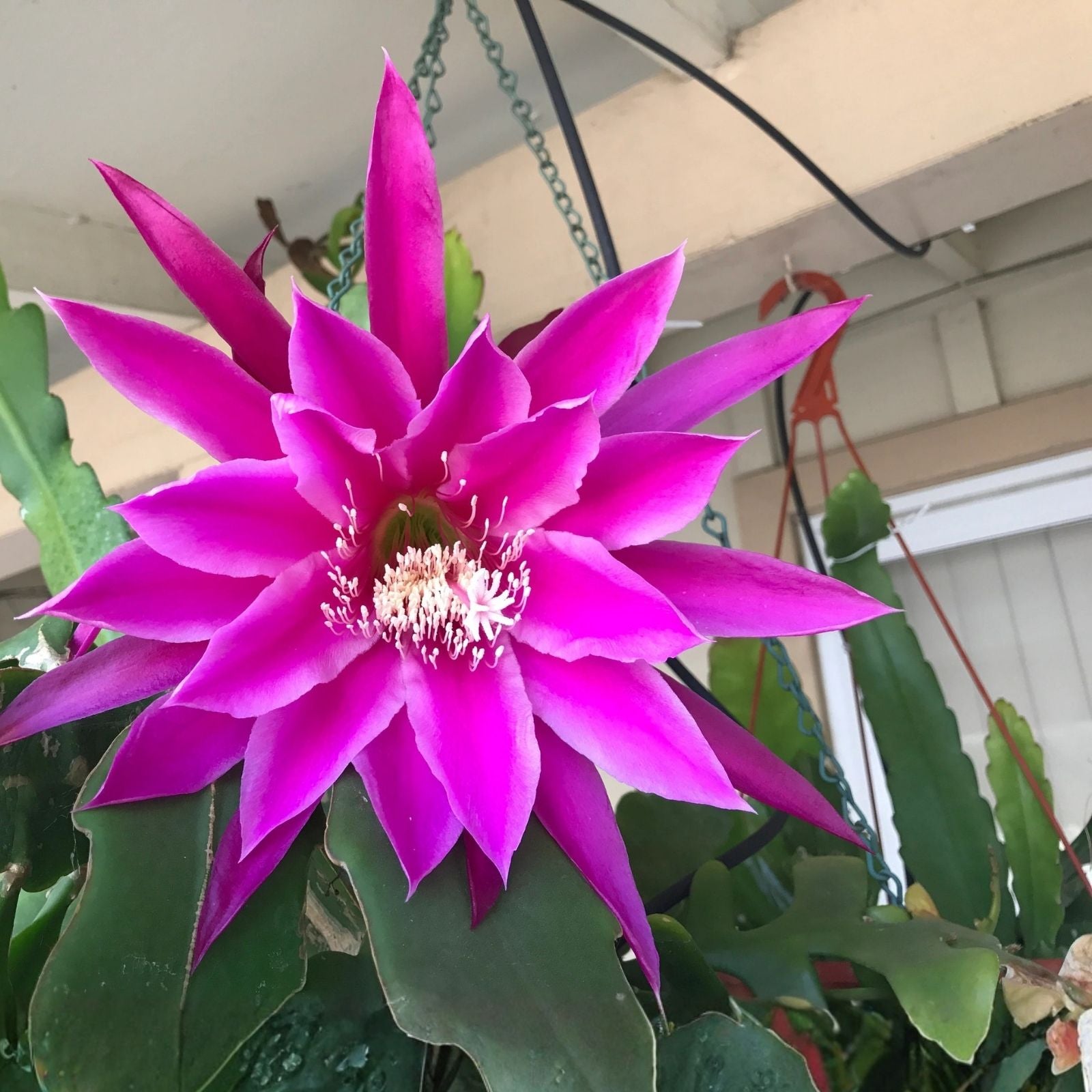 Epiphyllum Beijing Orchid Cactus Rooted Cutting Rare Indoor Houseplant Succulent Garden