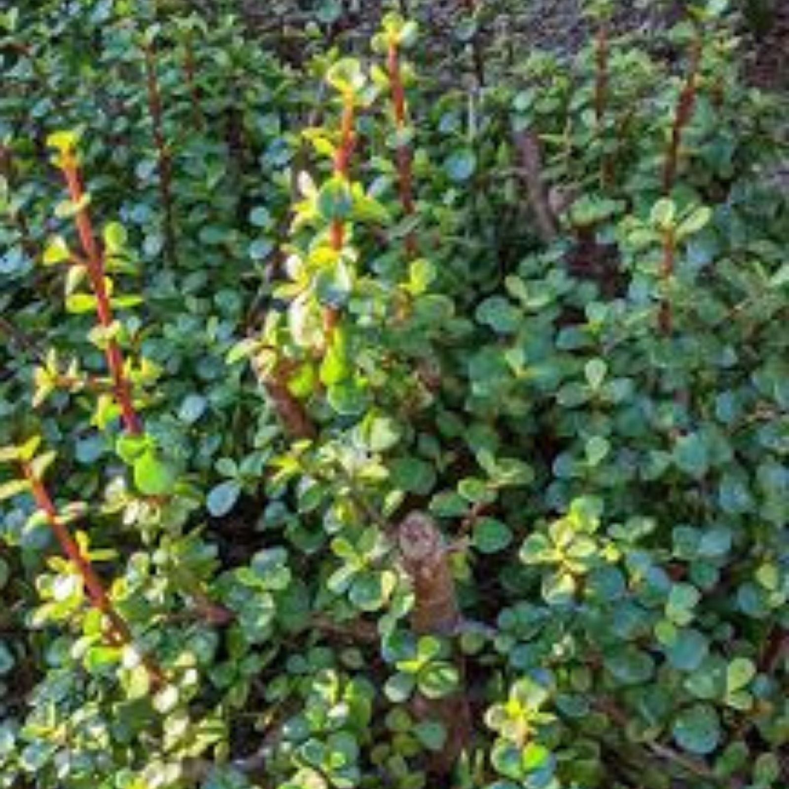 10 Portulacaria Afra Elephant Bush Cuttings – Dwarf Jade Succulent for Indoor Gardening and Terrariums