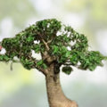 Baobab Bonsai Tree Seeds – 5 Seeds – Adansonia Digitata – Drought-Tolerant Exotic Tree for Gardening and Landscaping