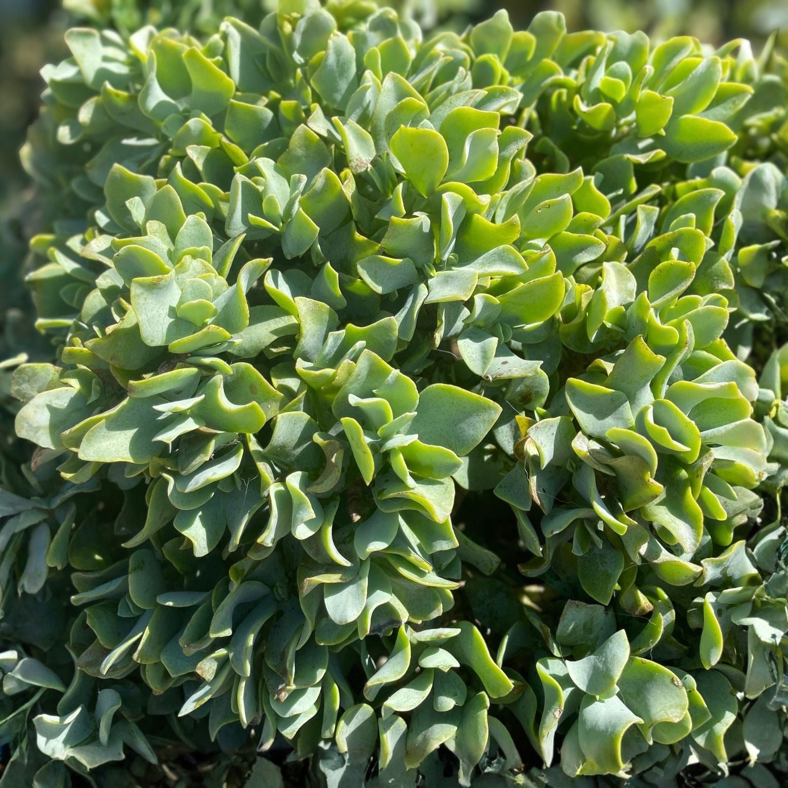 Crassula arborescens Undulatifolia Ripple Jade Succulent Plant 3" Live Houseplant Blue Green Wavy Foliage