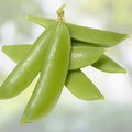 Sugar Daddy Snap Peas Seeds Heirloom Edible Garden Starter Plant 100+ Seeds for Salads Snacks Pisum sativum