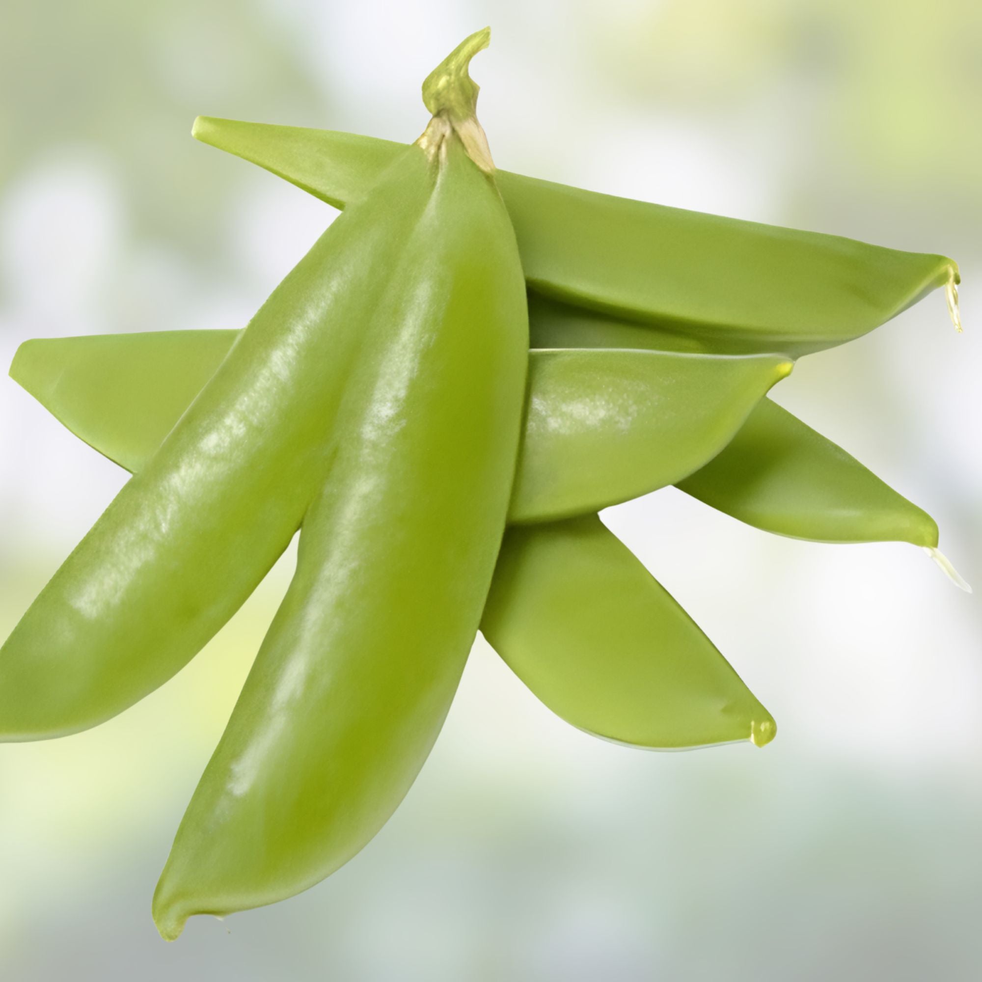 Sugar Daddy Snap Peas Seeds Heirloom Edible Garden Starter Plant 100+ Seeds for Salads Snacks Pisum sativum