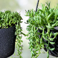 String of Bananas Cuttings Set of 3 | Senecio radicans Succulent Propagation Plants for Home Decor
