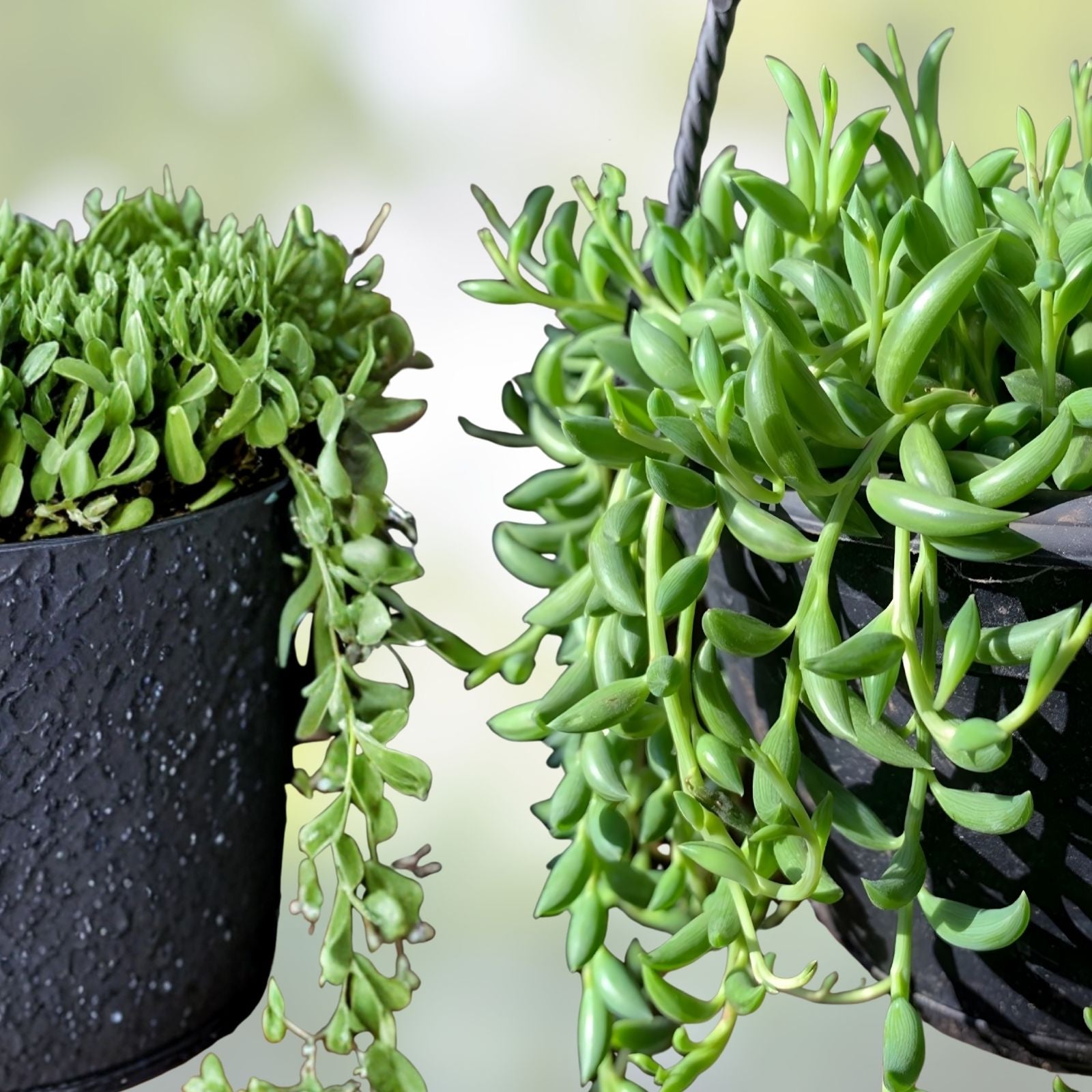 String of Bananas Cuttings Set of 3 | Senecio radicans Succulent Propagation Plants for Home Decor