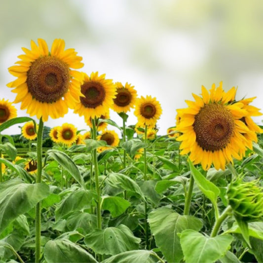 Mammoth Sunflower Seeds 250 Count Giant Yellow Helianthus annuus Garden Flower Seeds for Planting