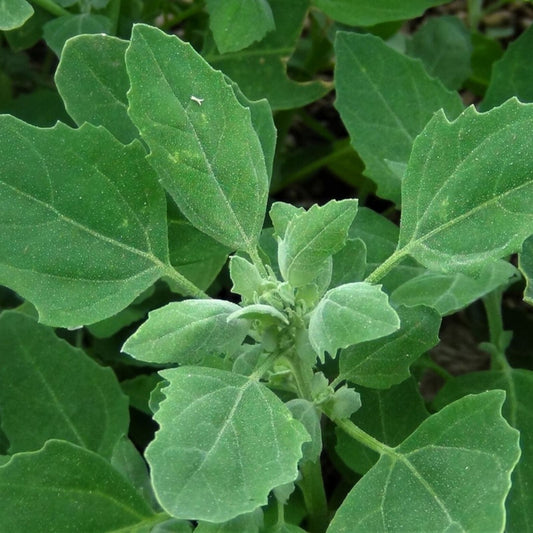 Lambs Quarter Live Plants Set of 3 Edible Wild Spinach Pigweed Organic Vegetative Plants Chenopodium album