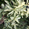 Thai Snow Ixora Starter Plant Variegated White Flowers Live Houseplant Cutting Bare Root