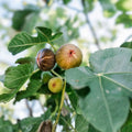 Fig Tree Plant Ficus Carica Edible Fruit Tree Live Indoor Outdoor Starter Plant Bare Root