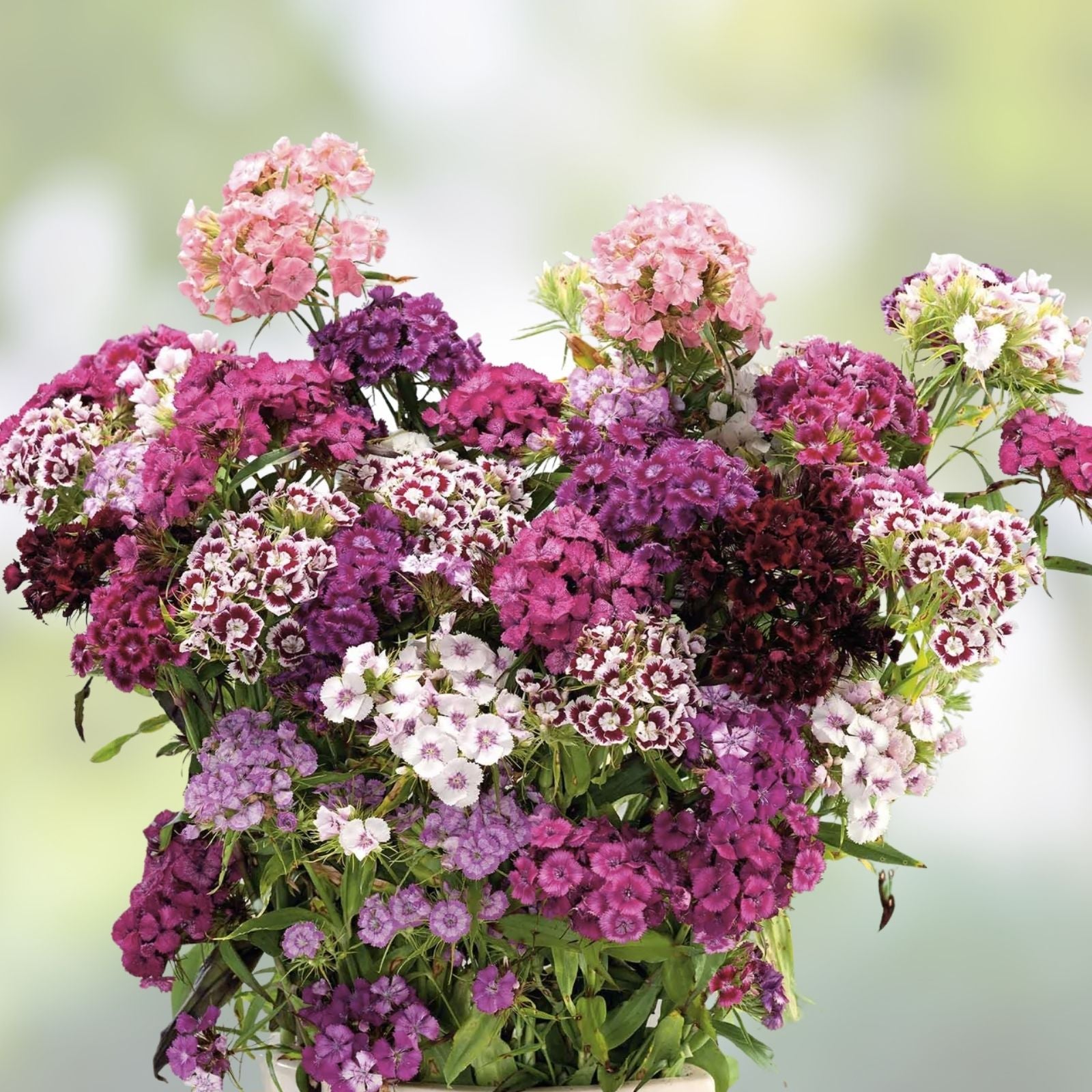 Sweet William Seeds Dianthus barbatus Organic Biennial Flower Seeds 500 Pack USA Grown Free Shipping