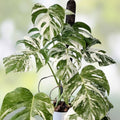 Rooted Variegated Monstera Albo Borsigiana Plant - Rare Houseplant, Indoor Decor, Monstera Deliciosa, Exotic Plant
