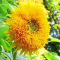 Sungold Dwarf Teddy Bear Sunflower Seeds – Organic Helianthus annuus, Live Plant, Garden, USA Grown, Free Shipping