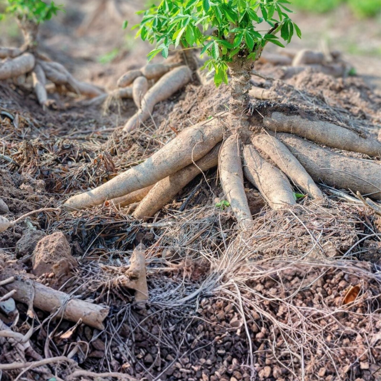 Yuca Cassava Stem Cuttings – 5 Fresh Live Plant Propagation Cuttings with Rooting Hormone Manihot esculenta