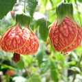 Tiger Eye Abutilon Flowering Maple Small Rooted Starter Plant – Variegated Leaves, Yellow Blooms, Fast Growing Abutilon hybridum