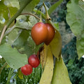 Tamarillo Seeds 20 Pack | Cyphomandra Betacea Tomato Tree Fruit Plant | Live Starter Plant or Seeds for Garden or Indoor