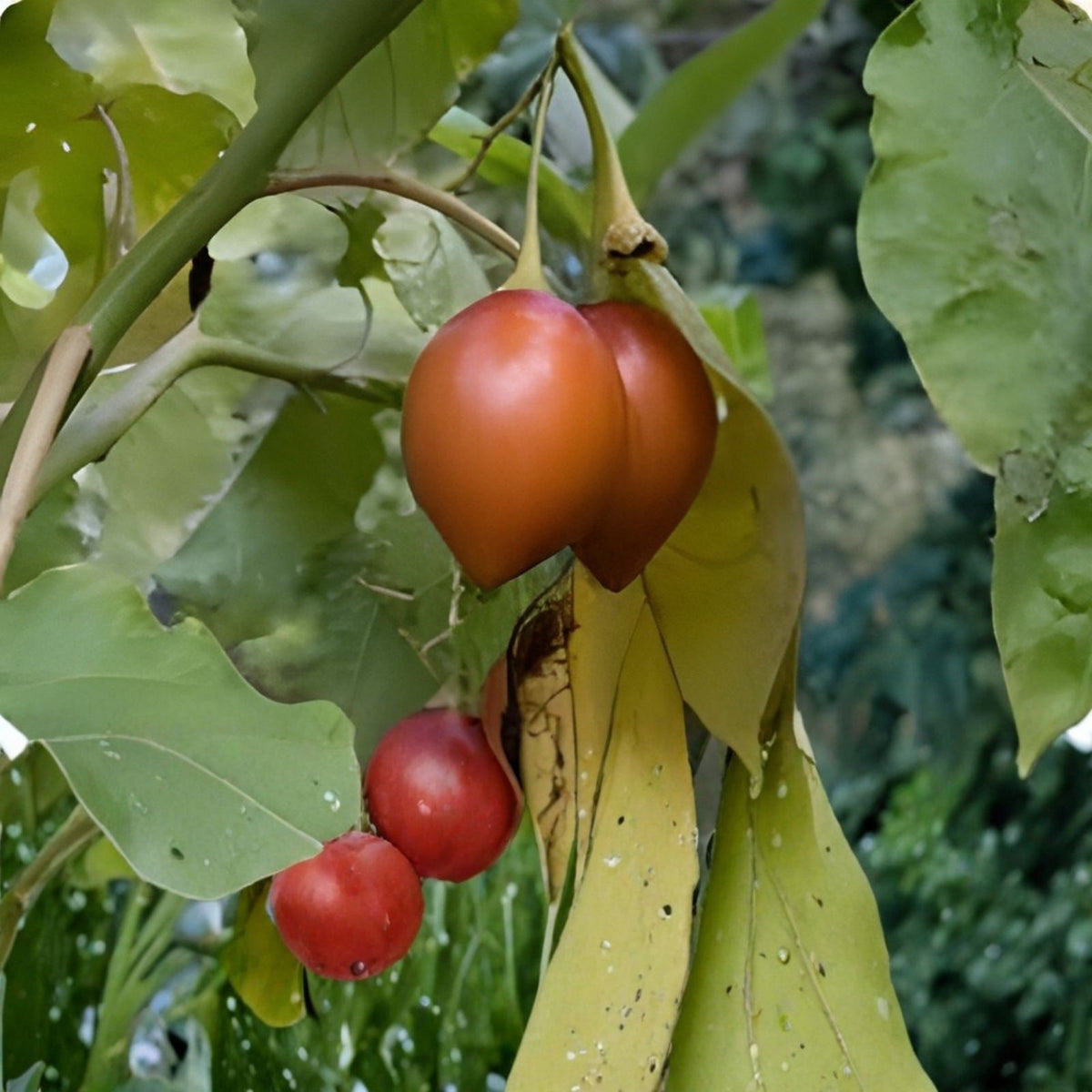 Tamarillo Seeds 20 Pack | Cyphomandra Betacea Tomato Tree Fruit Plant | Live Starter Plant or Seeds for Garden or Indoor