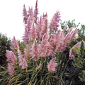 Purple Pampas Grass Plugs 4 Pack | Ornamental Grass Cortaderia selloana for Garden, Landscaping, Indoor Decor