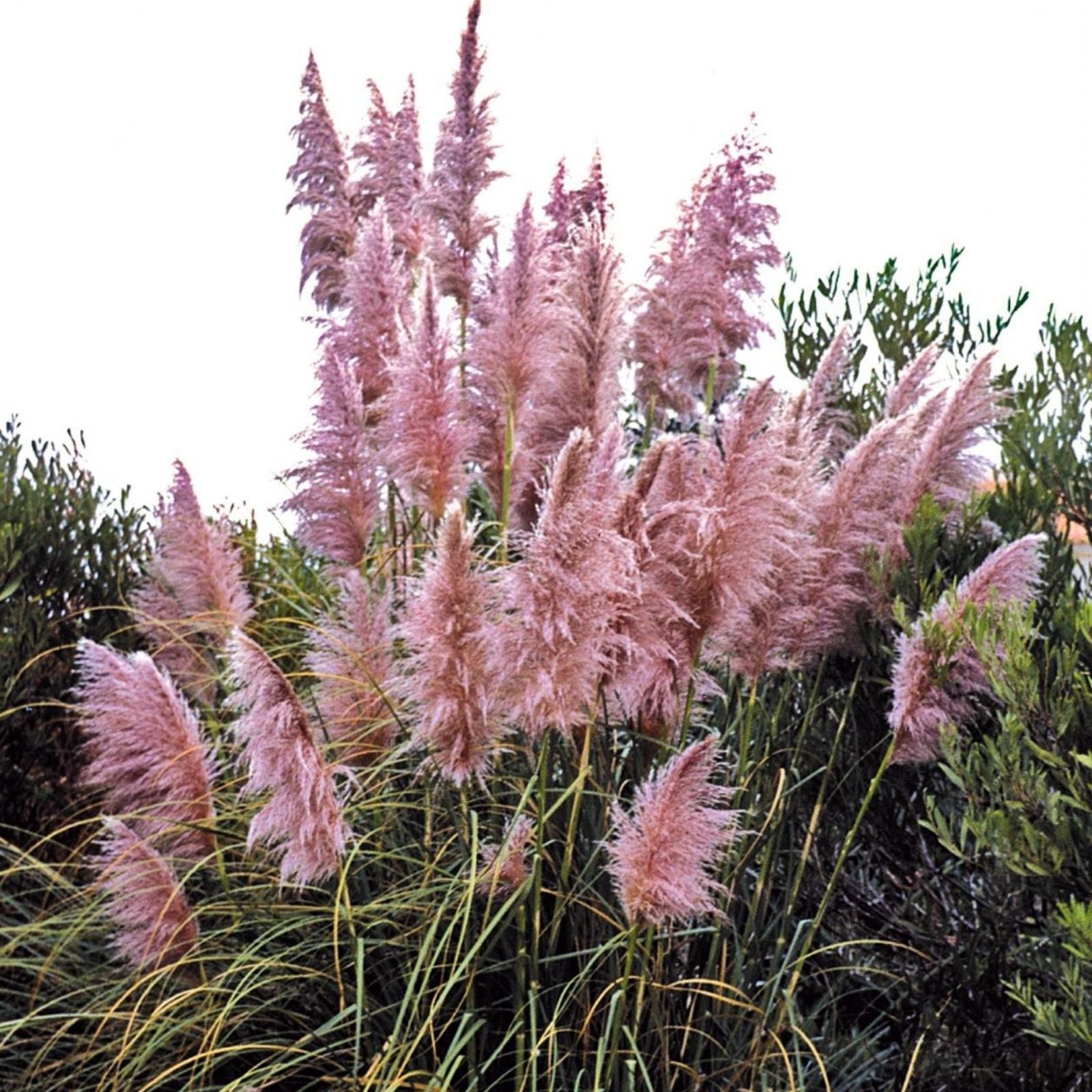 Purple Pampas Grass Plugs 4 Pack | Ornamental Grass Cortaderia selloana for Garden, Landscaping, Indoor Decor