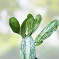 Variegated Opuntia Cochenillifera Cactus Pads 3 Pack – Tortoise and Turtle Safe Succulent Food