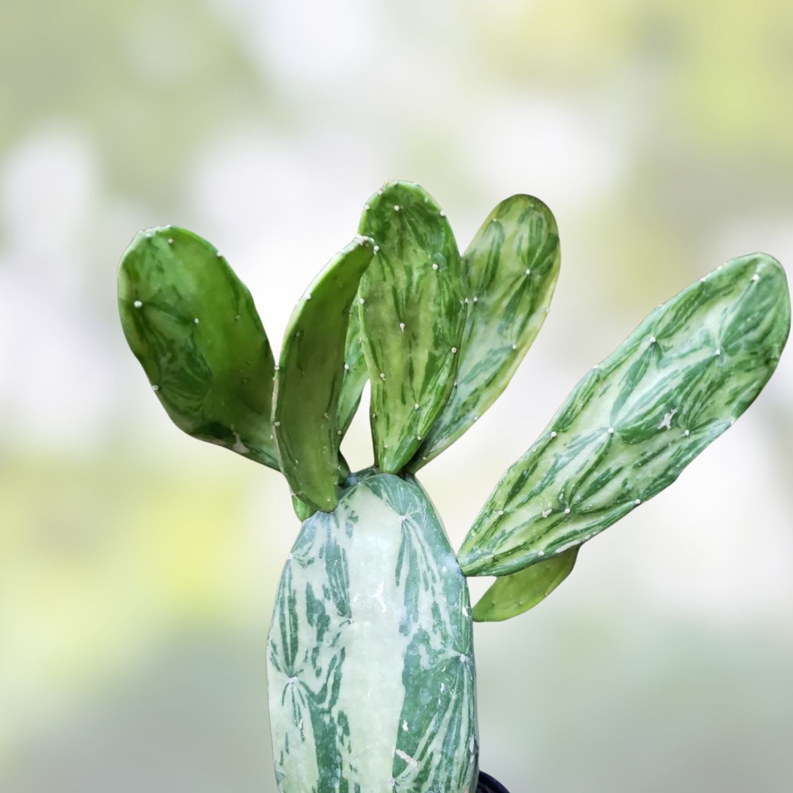 Variegated Opuntia Cochenillifera Cactus Pads 3 Pack – Tortoise and Turtle Safe Succulent Food