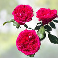 Rouge Royal Red Rose Cuttings 3 Pack Live Plant Grafting Rooting Rosa 'Rouge Royal' Bare Root Starter Plant