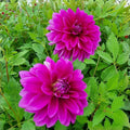 Dahlia Tubers Le Baron Lavender Magenta Live Plant Garden Flower Bulbs Purple Blooms