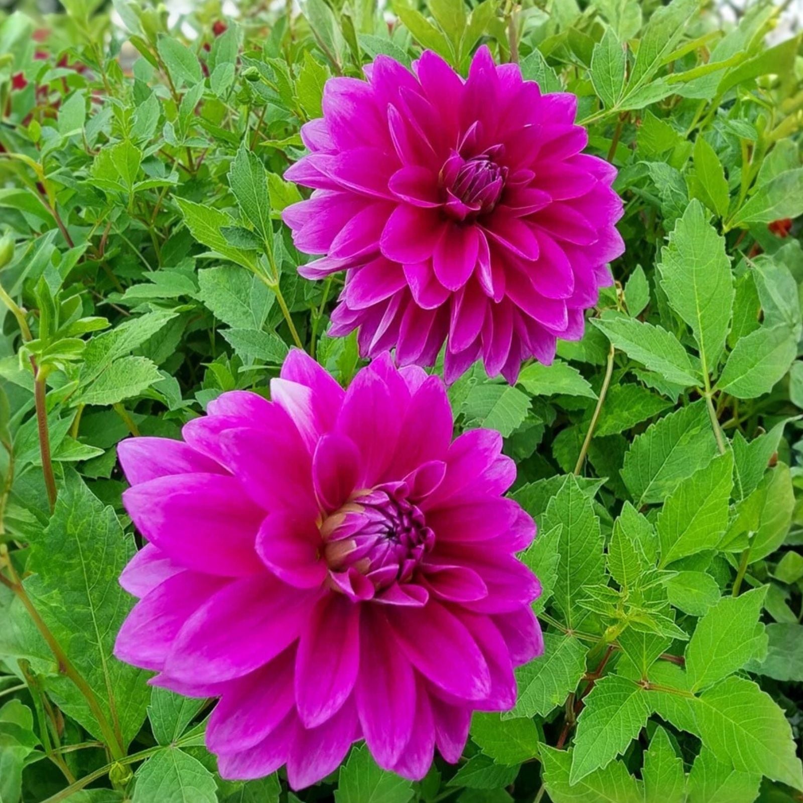 Dahlia Tubers Le Baron Lavender Magenta Live Plant Garden Flower Bulbs Purple Blooms