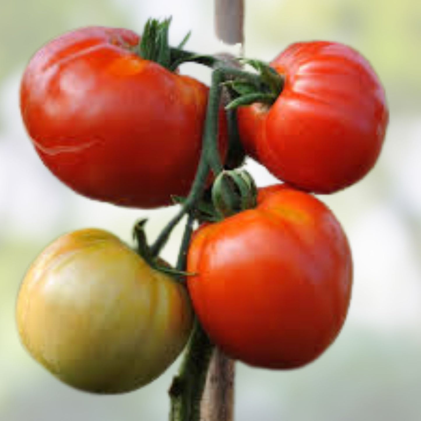 Nepal Tomato Live Starter Plants Set of 2 Heirloom Solanum lycopersicum Vegetable Garden Plant