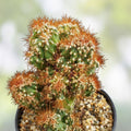 Peruvian Apple Cactus Cutting 12" Monstrose Unrooted Succulent Plant Cereus peruvianus Houseplant