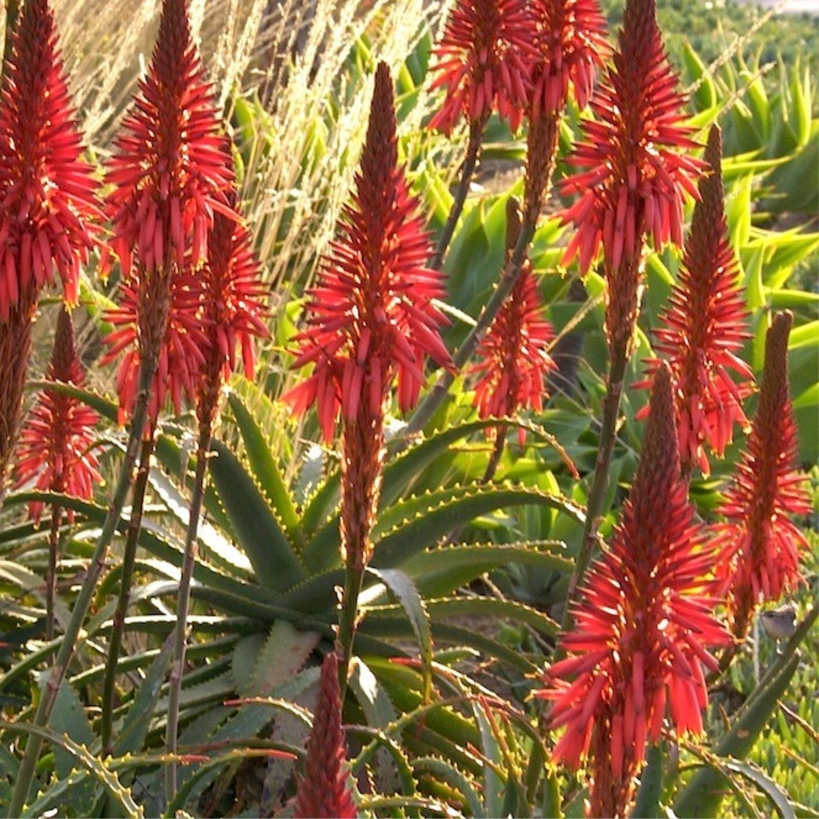 Aloe Arborescens Cuttings - 4 Healthy Succulent Propagation Plants - Aloe Vera Gardening Supplies - Fast Growing