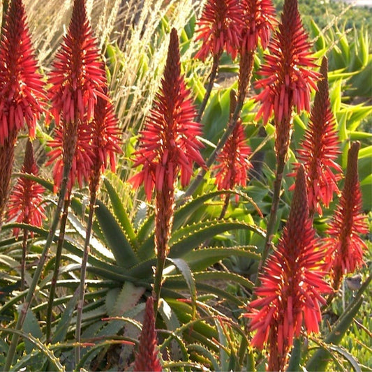 Aloe Arborescens Cuttings - 4 Healthy Succulent Propagation Plants - Aloe Vera Gardening Supplies - Fast Growing