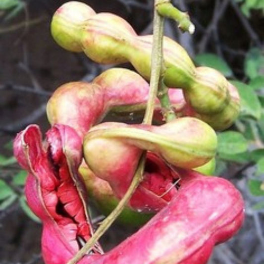 Manilla Tamarind Seeds, Tamarindus indica, Tropical Tree Seeds, Live Plant, Garden, Starter, Cutting, Bare Root, Houseplant