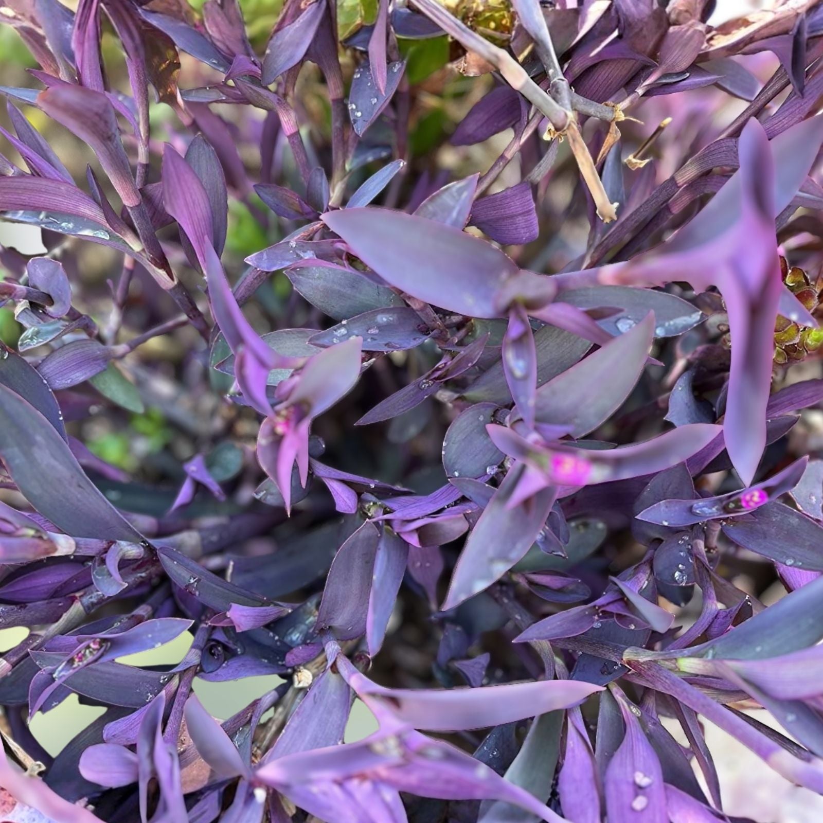 Tradescantia Clippings 15 Purple Heart Cuttings - Tradescantia Pallida - Easy Care Indoor Plant Propagation
