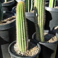 Cephalocereus royenii Starter Cactus 6" Pipe Organ Succulent Plant, Houseplant, Live Plant, Succulent, Cactus, Bare Root, Indoor Plant