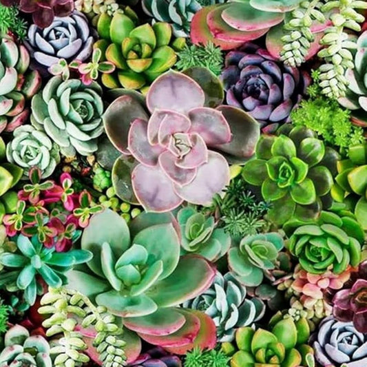 Live Succulent Cuttings Set - 12 Assorted Cactus Plants for Terrariums, Garden, DIY, Houseplant, Starter Plants