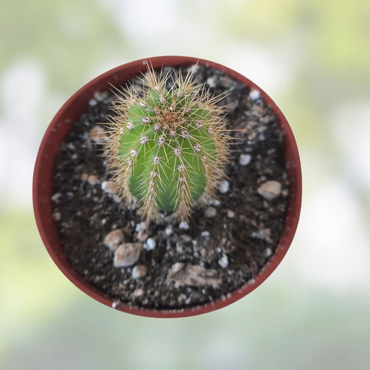 Live Torch Cactus Cuttings 1-3in Echinopsis Spachiana Succulent Pups for Home Decor and Gardening