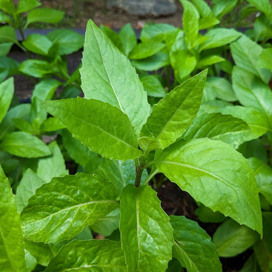 Longevity Spinach Cuttings Gynura Procumbens Live Plant Starter Bare Root Houseplant Gardening