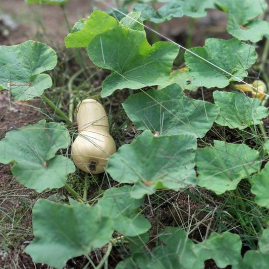 Organic Winter Butternut Squash Seeds 10 Pack Non-GMO Cucurbita moschata USA Grown Free Shipping