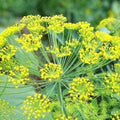 Dill Seeds Heirloom Non-GMO Anethum graveolens Herb Starter Pack Fresh or Dried Plant Seeds