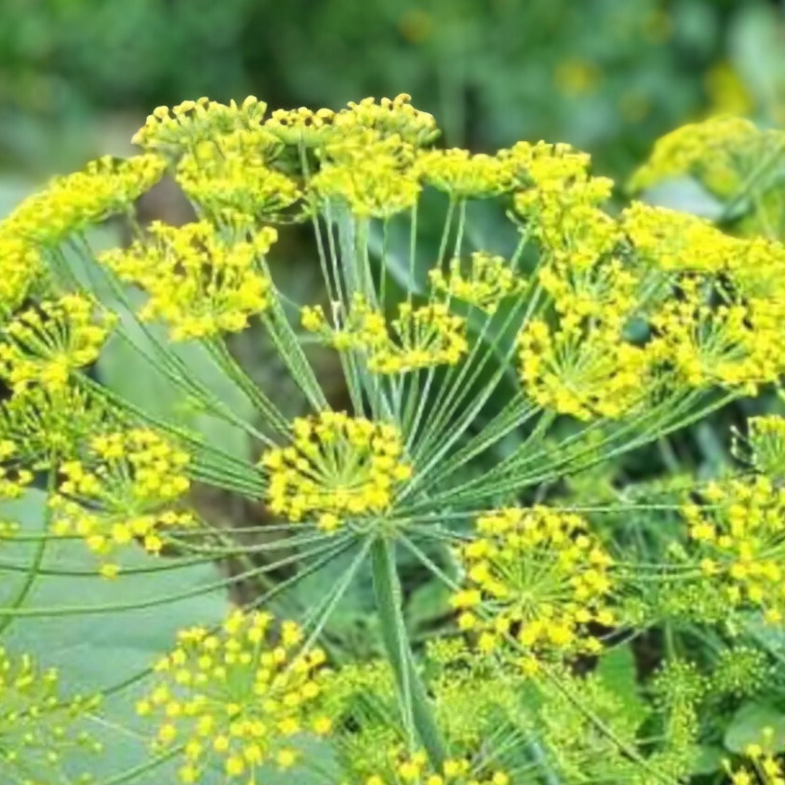 Dill Seeds Heirloom Non-GMO Anethum graveolens Herb Starter Pack Fresh or Dried Plant Seeds