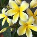 White Yellow Plumeria Cutting 10-12 Inch Unrooted Starter Plant, Single Head, Live Houseplant, Tropical Flowering Plant