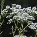 Anise Seeds 50+ Heirloom Herb Spice Pimpinella anisum for Cooking & Gardening, Live Plant, Cutting, Bare Root, Starter Plant