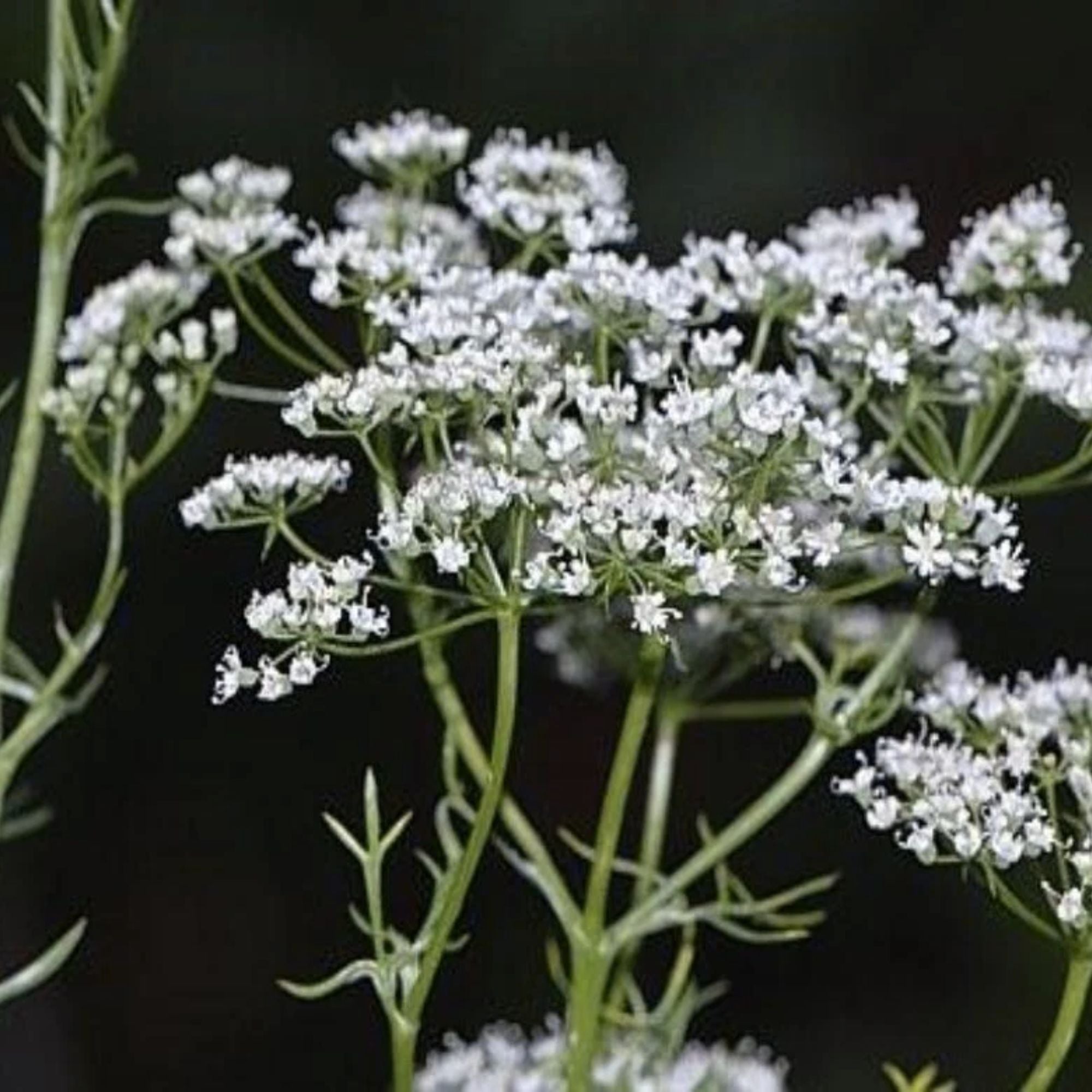Anise Seeds 50+ Heirloom Herb Spice Pimpinella anisum for Cooking & Gardening, Live Plant, Cutting, Bare Root, Starter Plant