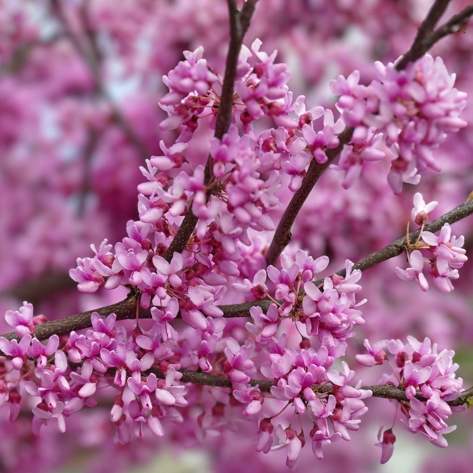 Eastern Redbud Tree 16-24in Pink Flowers Cercis canadensis Live Ornamental Deciduous Tree Starter Plant