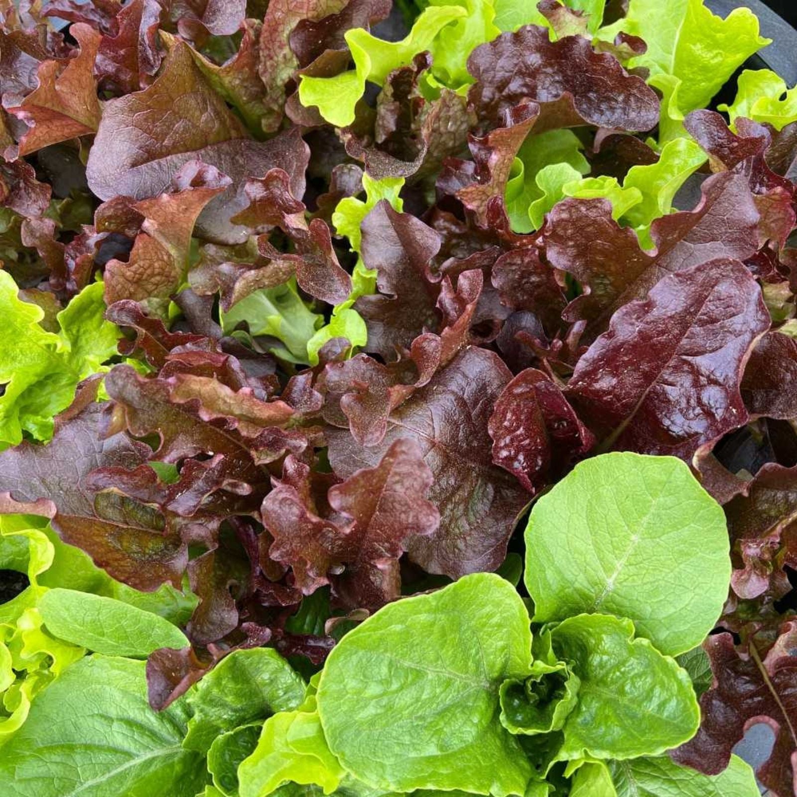 Gourmet Lettuce Mix Seeds - 500 Heirloom Salad Greens - Organic Vegetable Seeds for Fast Growing, Allstar Gardening
