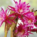 Epiphyllum Cuttings Jesus Variety Orchid Cactus Live Plant 8-10 inches Houseplant Succulent Garden