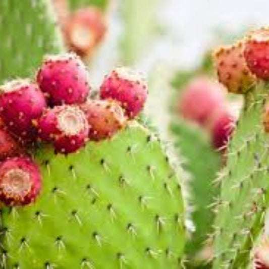 Opuntia ficus-indica Cold Hardy Cactus Cuttings Live Succulent Drought-Tolerant Garden Plant